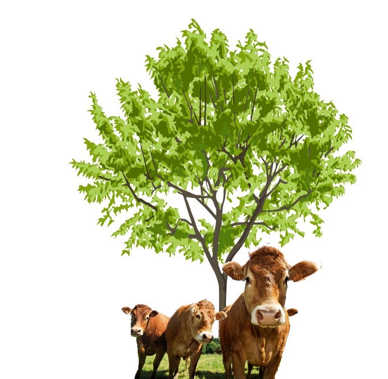 vaches arbre2